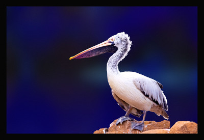 50% OFF on Pelican 01 Canvas Art 50% OFF on Pelican 01 Canvas Art