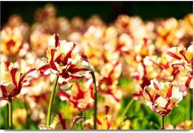 75% OFF on Amy Beautiful Red White Flowers Garden Paper Print