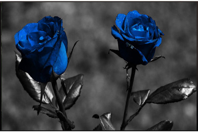 50% OFF on Flower Poster Paper Print