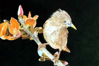 28% OFF on Jungle Babbler Canvas Art 28% OFF on Jungle Babbler Canvas Art