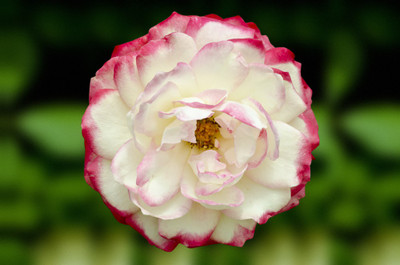 50% OFF on Colourful Flowers 87 Paper Print 50% OFF on Colourful Flowers 87 Paper Print