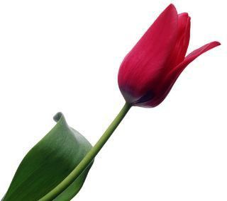 34% OFF on Red Tulip Photographic Paper 34% OFF on Red Tulip Photographic Paper