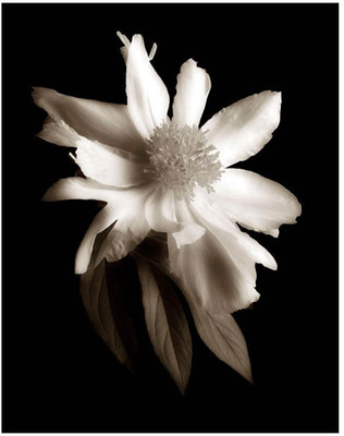 Montage - Portrait In White II Fine Art Print