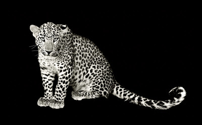 50% OFF on Baby Leopard Canvas Art