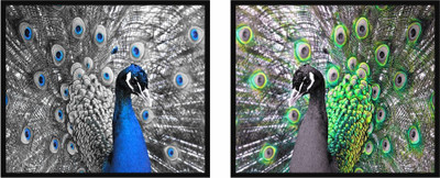 9% OFF on Peacock Pair Fine Print 3D Poster