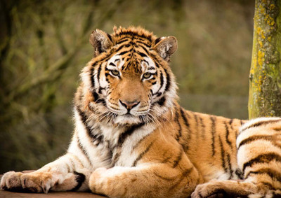 16% OFF on Tiger Paper Print 16% OFF on Tiger Paper Print