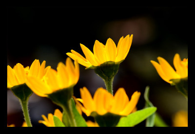 50% OFF on Bright Yellow Paper Print