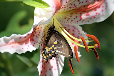 31% OFF on Aura - Butterfly Coming out of Flower Paper Print