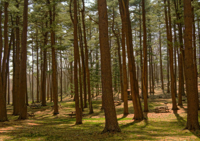 35% OFF on Tree Line Fine Art Print