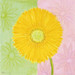 Yellow Daisy Fine Art Print