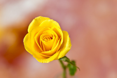 50% OFF on Rose close-up Canvas Art