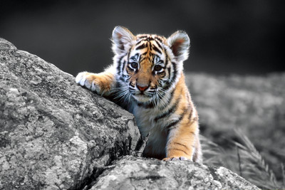 31% OFF on Just Cute - Cub On The Rocks Paper Print 31% OFF on Just Cute - Cub On The Rocks Paper Print