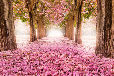 31% OFF on Oshi - Pink Forest Paper Print 31% OFF on Oshi - Pink Forest Paper Print