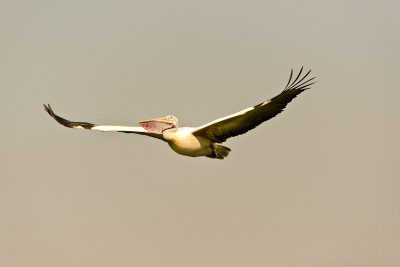 50% OFF on In Flight Paper Print