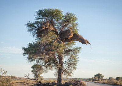 47% OFF on Colonised Tree Fine Art Print