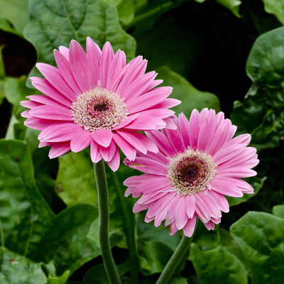 50% OFF on Colourful Flowers 93 Paper Print