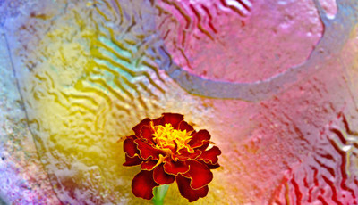 50% OFF on Colourful Flowers 56 Canvas Art