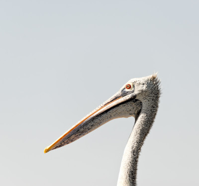 50% OFF on Pelican Close-up , Paper Print