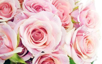 75% OFF on Pink Roses Photographic Paper 75% OFF on Pink Roses Photographic Paper