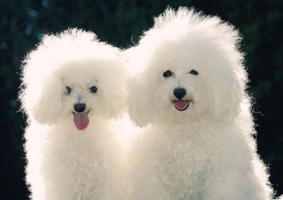 44% OFF on Dogs Fine Art Print 44% OFF on Dogs Fine Art Print