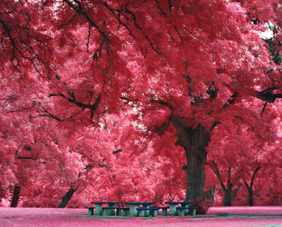 11% OFF on Wonder Image Pink Autumn Fall Leaves Art Print Canvas Art