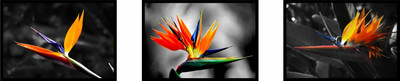 33% OFF on Bird Of Paradise Flower Fine Art Prints Fine Art Print 33% OFF on Bird Of Paradise Flower Fine Art Prints Fine Art Print