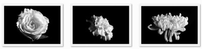 33% OFF on White flowers Fine Prints Fine Art Print 33% OFF on White flowers Fine Prints Fine Art Print