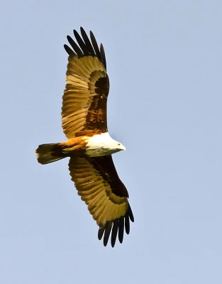 50% OFF on In Flight Paper Print