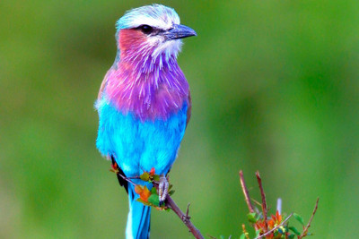 31% OFF on oshi - Colorfull Little Bird Paper Print(Medium) Paper Print 31% OFF on oshi - Colorfull Little Bird Paper Print(Medium) Paper Print