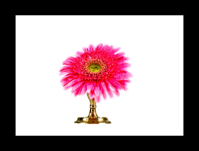 50% OFF on Gerbera in Paper Print