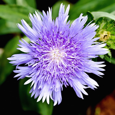 50% OFF on Colourful Flowers 119 Paper Print 50% OFF on Colourful Flowers 119 Paper Print