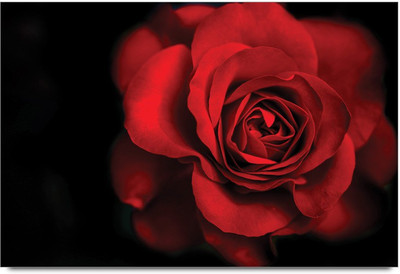 34% OFF on Velentine Rose Paper Print 34% OFF on Velentine Rose Paper Print