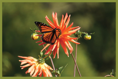 16% OFF on Shopisky Butterflies Nature Flower Monarch Garden Paper Print