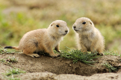 31% OFF on Just Cute - Squirrels Paper Print 31% OFF on Just Cute - Squirrels Paper Print