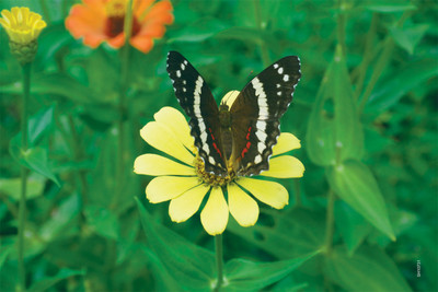 16% OFF on Shopisky Flower Butterfly Nature Spring Summer Insect Paper Print