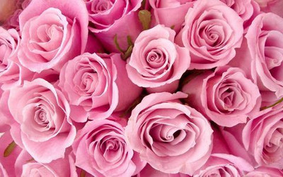 75% OFF on Specia Pink Roses Photographic Paper 75% OFF on Specia Pink Roses Photographic Paper