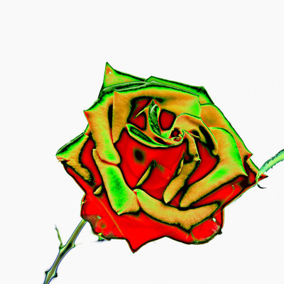 50% OFF on Colourful Flowers 67 Paper Print