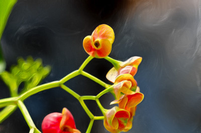 50% OFF on Colourful Flowers Paper Print 50% OFF on Colourful Flowers Paper Print