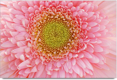 34% OFF on Flower With Lots Of Petals Paper Print