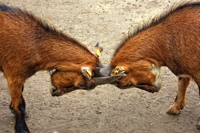 31% OFF on Nature Look - Twin Horns Paper Print