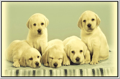 50% OFF on Dogs Poster Paper Print 50% OFF on Dogs Poster Paper Print