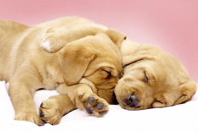 31% OFF on Just Cute - Sleeping Puppies Paper Print 31% OFF on Just Cute - Sleeping Puppies Paper Print