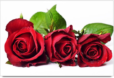 34% OFF on The Real Rose Paper Print 34% OFF on The Real Rose Paper Print