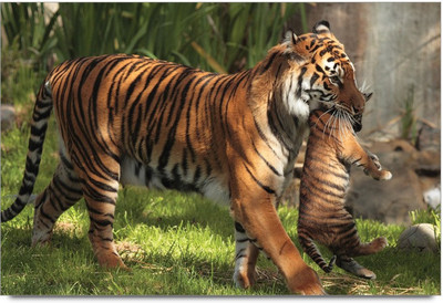 75% OFF on Amy Tiger Cub Love Photographic Paper