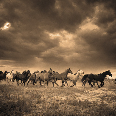 Buy Remuda - 6 Fine Art Print: Poster