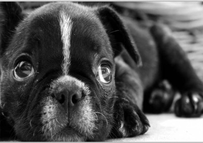 37% OFF on Cute Black DogPoster (18 x 12 Inches) by Shopkeeda Paper Print