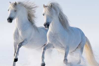 50% OFF on White Running Horses Poster Paper Print