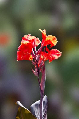 50% OFF on Colourful Flowers Paper Print