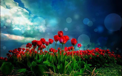 73% OFF on Red Tulips And Bokeh Photographic Paper