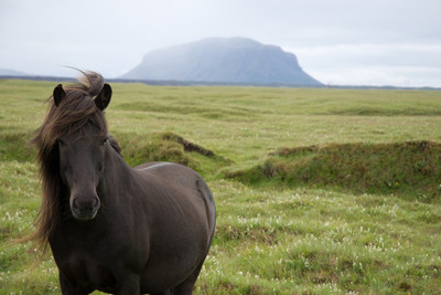 50% OFF on Black Horse Poster Paper Print